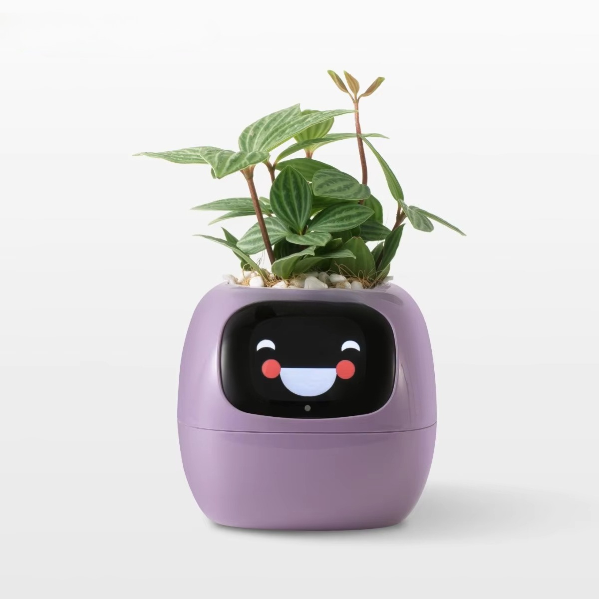 YY Wifi Ai Planter z funkcją p – Home Decor Ai recenzja i cena